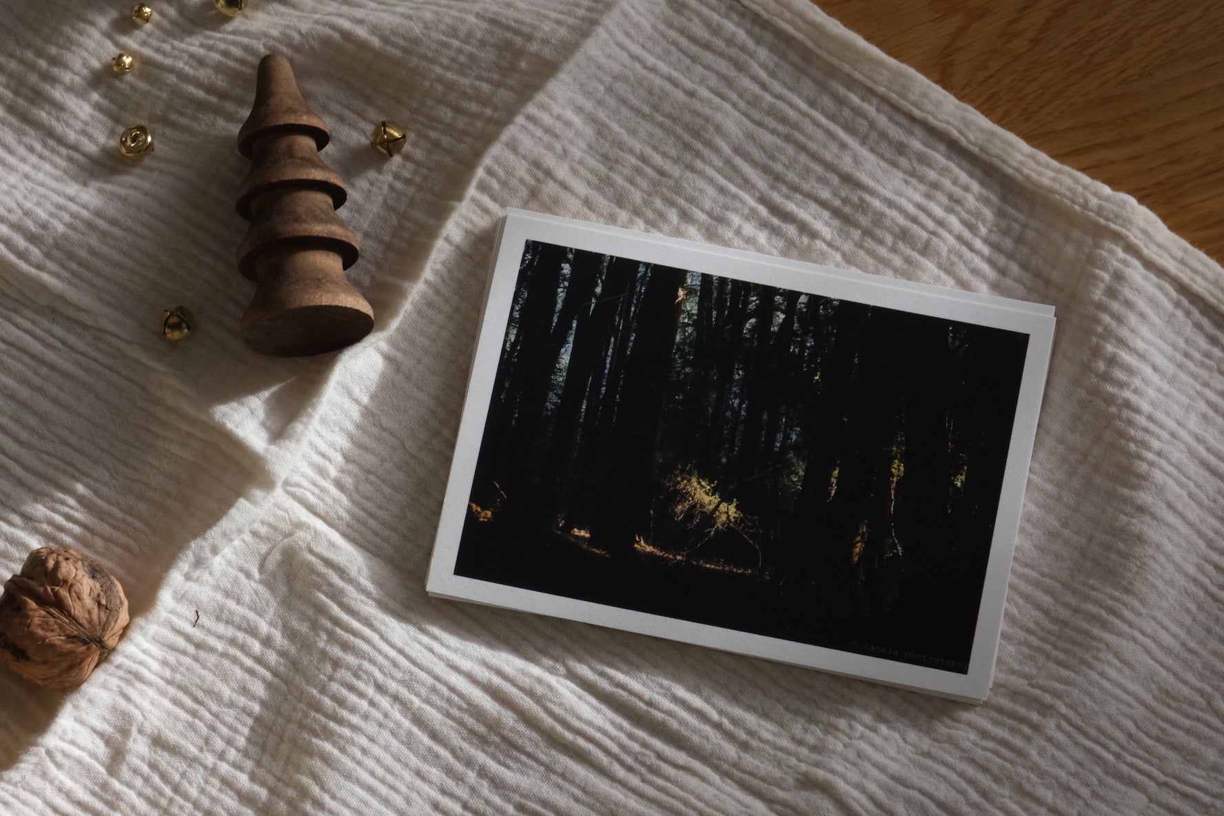Forest Rays - Postcard