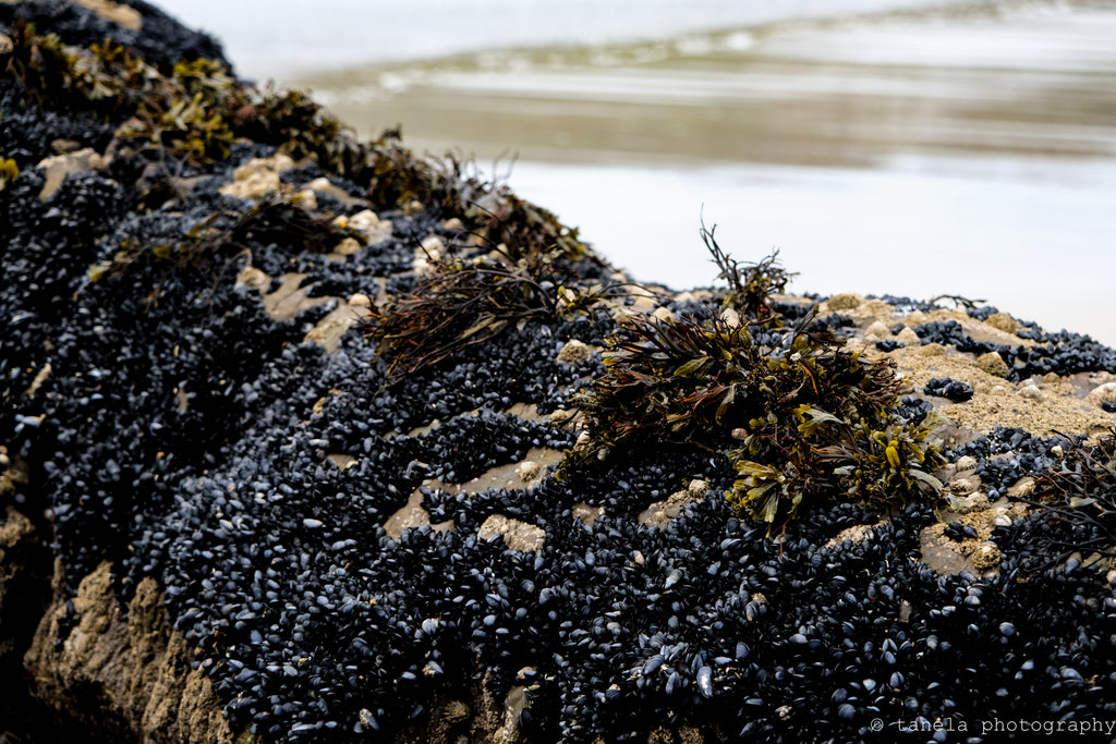 Irish Sea - Postcard 2-Pack