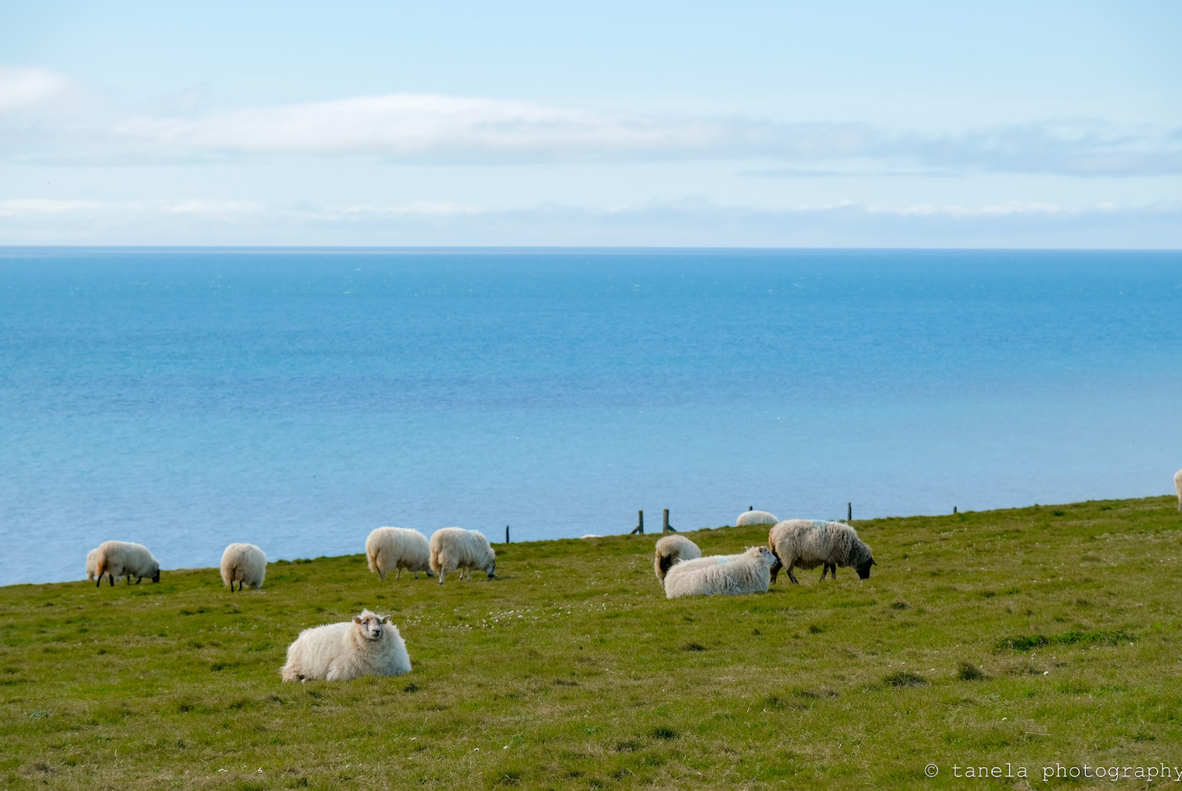 Sheeping Around - Postcard