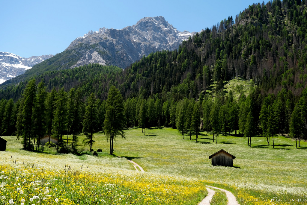In the Alps - Postcard 2-Pack