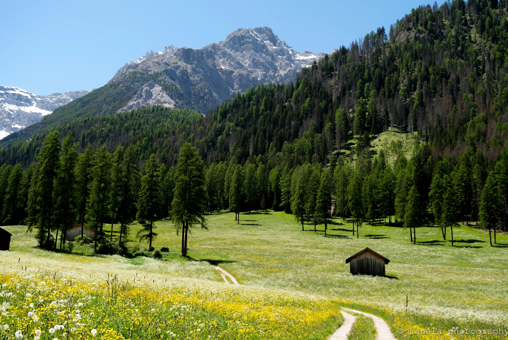 In the Alps - Postcard 2-Pack