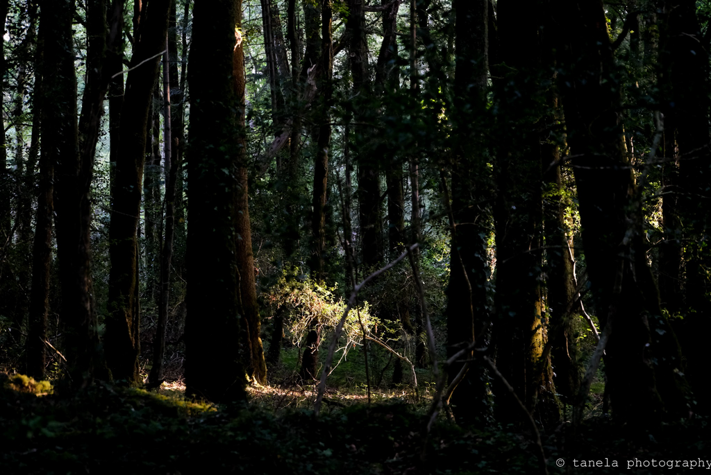Forest Rays - Postcard