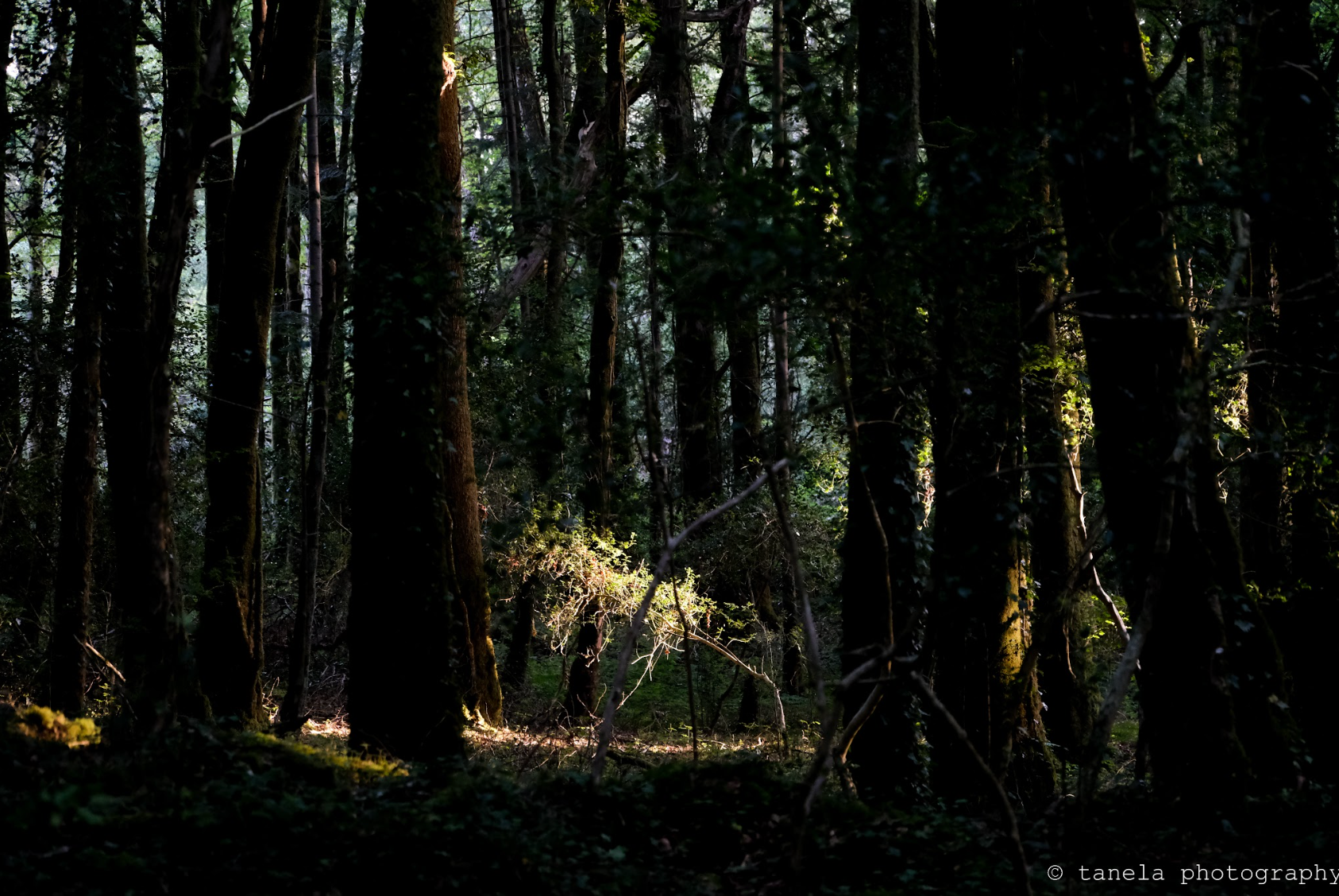 Forest Rays - Postcard